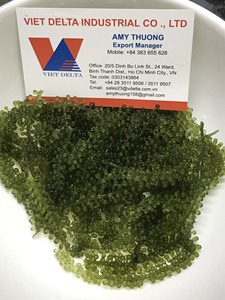 Les raisins de mer sont utilisés dans les repas et les sushis/raisins de mer de type frais et séchés - Product Image 5