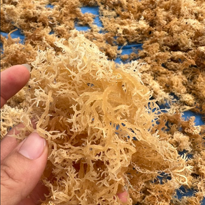 Musgo Marino Morado de Bajo Costo, Espectro Completo, Alto Contenido Mineral, para el Mercado Coreano de Bienestar, Venta Directa de Fábrica, Precio al por Mayor - Product Image 5