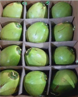 Thump Open Coconut - Vente en gros/OEM accepté, fabricant de boissons à base d'eau de coco biologique 100% pure de qualité supérieure en conserve