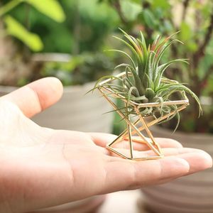 <span class=keywords><strong>Support</strong></span> moderne en métal doré géométrique pour plantes aériennes, présentoir pour <span class=keywords><strong>Tillandsia</strong></span> et mini-succulentes, décoration de bureau à domicile - Product Image 3