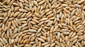 Grano de Centeno Premium a Granel, Semillas de Centeno Secas de Alta Calidad para Molienda, Alimento para Animales, Grado Alimenticio, Calidad de Exportación, Marrón, 50 KG, PP - Product Image 5