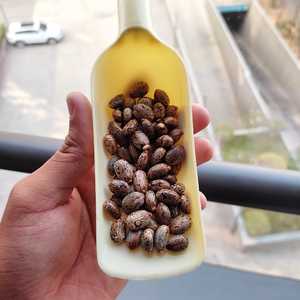 Semillas de Ricino Naturales AD ECO, 50-60% de Contenido de Aceite, 29% de Proteína, Certificación HACCP, Biocombustible de Belleza, Gujarat - Product Image 4