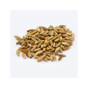 Suministro al por mayor de grano de centeno a precios competitivos y económicos - Product Image 1