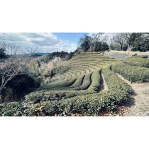 Té Verde Matcha Japonés Auténtico en Polvo, Grado Ceremonial, Té Wakokoro, Primera Cosecha, Uji Yame Kagoshima Nishio, La Mejor Bebida - Product Image 2