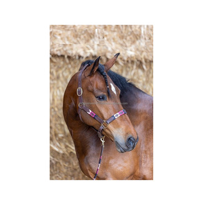 NIDA estilo australiano inglés occidental sillín accesorio Polo Halter Para Caballo hecho indio búfalo cuero sólido latón Hardware - Product Image 2