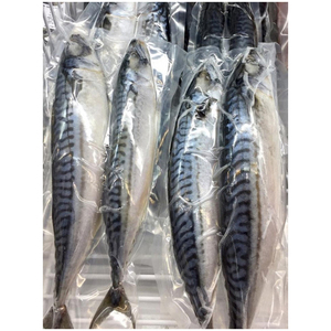 Pescado caballa congelado (pacífica/índica/atlántica) a precios competitivos. - Product Image 5