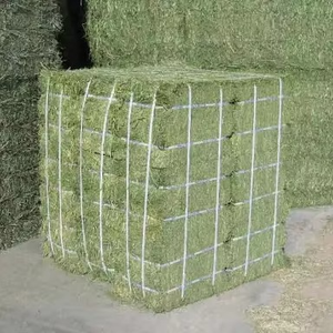 Heno de Alfalfa de Calidad de Exportación para la Industria Global de Alimentos para Animales, Heno de Alfalfa Cosechado con Cuidado, Manteniendo el Color Verde Natural - Product Image 2