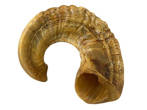 Cuerno de Shofar de Oveja Natural Pulido - Decoración Religiosa Ecológica para el Hogar de Alta Calidad - Product Image 5