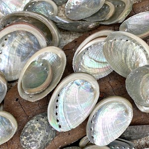 Raw <b>abalone</b> <b>shell</b> from Vietnam supplier lowest price sea <b>shells</b> wholesale seashell for making crafts - Product Image 1