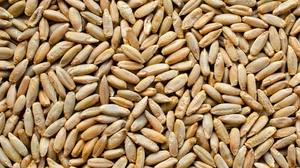 Grano di <span class=keywords><strong>segale</strong></span> intero naturale in vendita, semi di <span class=keywords><strong>segale</strong></span> biologici sfusi, <span class=keywords><strong>segale</strong></span> pulita ed essiccata per panificazione, produzione di birra, mangime per bestiame, fornitore globale - Product Image 5