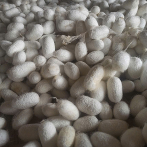 Coton de cocon de soie du Vietnam solide pour applications textiles et ensembles de tissage traditionnels pour la décoration intérieure 99 Gold Data - Product Image 1