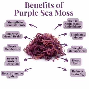 Mousse marine violette naturelle du Vietnam - Product Image 3