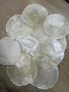 Conchas de Vieira de Grado de Exportación: Calidad Superior, Provenientes de Fuentes Éticas para la Presentación Culinaria Global y Mercados Decorativos - Product Image 6