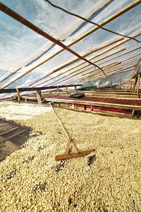 High Quality <b>Robusta</b> Whole <b>Coffee</b> <b>Beans</b> Premium OEM/ODM Green <b>Beans</b> from Vietnam Premium <b>Coffee</b> Blend Strong Body - Product Image 4