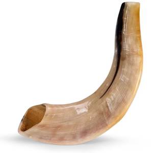 Shofar traditionnel en corne naturelle, instrument de musique courbé en corne de bélier, poli à la main, pour cérémonies religieuses, trompette de culte, festival - Product Image 5