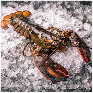 Homards américains (fruits de mer) de qualité supérieure, purs, frais, vivants ou surgelés, en vente au prix de gros le plus bas - Product Image 6