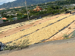 Musgo Irlandés Premium de Vietnam para el Apoyo Inmunológico, Suplemento Dietético, Exportación a Granel a EE. UU. y la UE - Product Image 3