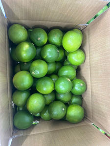 Lima sin semillas de calidad de exportación de Vietnam, cítricos frescos jugosos, larga vida útil para jugo y cocina, ofertas al por mayor a granel - Product Image 3