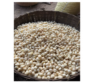 Makhana fraîche (Noix de lotus) pour la torréfaction et la préparation de desserts – Ingrédient premium pour collation à base de graines de lotus, texture légère - Product Image 3