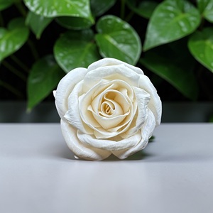 ดอกไม้ไม้โซลา VADEE SOLA WOOD FLOWER ทำมือ งานฝีมือแบบยั่งยืน ดอกกุหลาบคลาสสิก ไม้โซลา 8.5 ซม. ก้านใยพืชเซสบานียา ประเทศไทย - Product Image 2