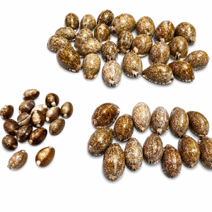Conchas de Cauri Naturales con Motas, Conchas Decorativas Pulimentadas para Joyería, Manualidades, Decoración del Hogar de Estilo Costero - Product Image 1