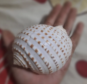 Vietnam Exotic <b>Large</b> Spotted Tun Sea Shell 10 13cm for Luxury Nautical Decoration Aquarium <b>Ornament</b> Craft Supply - Product Image 1