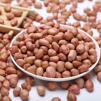 Arachides de qualité supérieure du Vietnam, blanchies, de haute qualité, brutes, pour en-cas et transformation alimentaire 2025