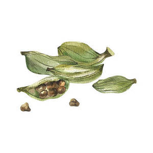 Cardamome verte premium 8 mm, en grappes, 100 % pure, fraîchement récoltée, aromatique, extra forte, pour la cuisine, la pâtisserie et les boissons - Product Image 1