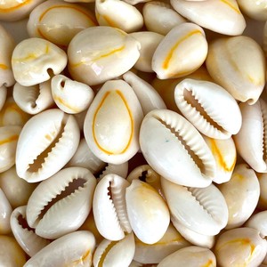 ลูกปัดเปลือกหอยคาวรี ของตกแต่งชายหาด ขายดี ราคาถูก โรงงานผลิตเปลือกหอย - Product Image 1