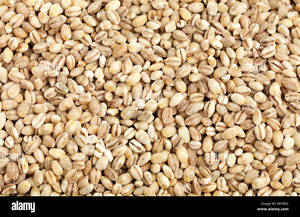 Granos de Cebada Perlada 100% Orgánica Premium a Granel para Malteado, Secados Directamente del Mejor Proveedor de Cebada Orgánica - Product Image 2