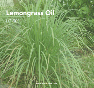 Aceite Esencial Puro y Natural de Hierba Limón (LG-001) Aroma Van - Product Image 2