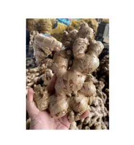 Gingembre frais racine crue fraîche utilisée comme assaisonnement culinaire pour la préparation de sauce à soupe de viande cultivée par les agriculteurs au Vietnam - Product Image 5