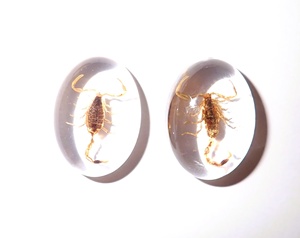 Escorpión Dorado, Espécimen Real, Cabujón de Plástico Ovalado de 18x25 mm, Base Plana Transparente para Manualidades y Joyería - Product Image 5