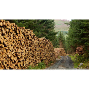 Madera Blanda Económica a Granel, Madera Fresca para Uso Industrial y Estructural - Product Image 6