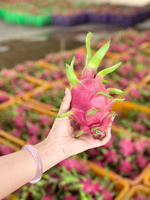 Verse Vietnamese Dragon Fruit, zoet tropisch fruit voor export en groothandelsmarkt
