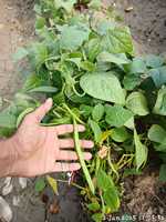 Kacang Polong Perancis Moon Star KOMAL Seeds-99% Alami 85% Daya Tumbuh 2 Tahun Umur Simpan 1% Bahan Inert Asal Pakistan Hijau Tua