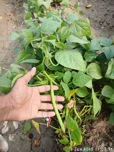 เมล็ดถั่วฝรั่งมูนสตาร์ โกมาล อายุการเก็บรักษา 2 ปี - Product Image 2