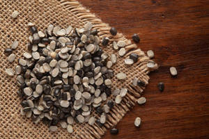 Nueva Temporada de Urad Dal de FitTree International, India (Gujarat), Legumbres de Gram Negro Premium, 24 Meses de Vida Útil, para Venta al Por Mayor - Product Image 5