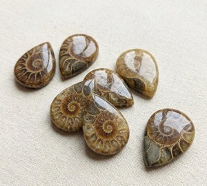 Amonites Cabujón Fósiles, Gemas Naturales de Concha, Piedras Sueltas de Tamaños y Formas Variadas para la Fabricación de Joyas - Product Image 3