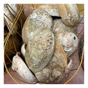 Coquille d'ormeau de haute qualité, matériau naturel et organique pour la décoration, les projets d'artisanat et la décoration créative - Product Image 6