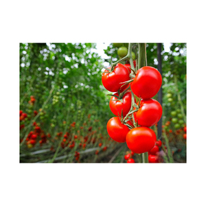 Tomate Fresco de Alta Calidad para Exportación, en Venta - Product Image 4