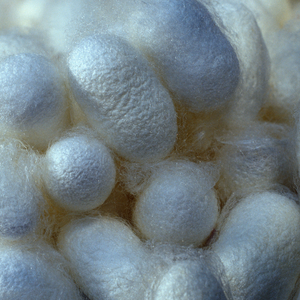 Cocons de Soie Naturelle Matière Première pour Artisanat Textile Fait Main, Soins de Beauté et Approvisionnement en Gros pour l'Exportation - Product Image 6