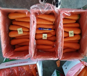 <b>Fresh</b> Organic Carrots Whole Orange Umbelliferous <b>Vegetables</b> 30cm Size 25kg Germany Wholesale Supply - Product Image 6