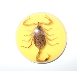 Escorpión Dorado, Espécimen Real, Cabujón de Plástico Redondo de 35x35 mm, Base Plana Amarilla para Manualidades y Joyería - Product Image 6