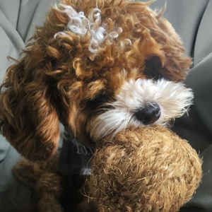 Hoang Linh SG Kimy + 84938616690 Eco-Friendly Coco Ball Dog Chew Natural Coconut Chew Rope Toy Handmade in Vietnam - Product Image 3