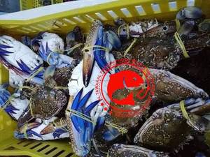 ปูทะเลแช่แข็งพรีเมียม ตัวเต็ม ดักจับจากธรรมชาติ ทำความสะอาดแล้ว เนื้อเยอะ คุณภาพสูงสุด อาหารทะเลคุณภาพเยี่ยมจากปากีสถาน - Product Image 2