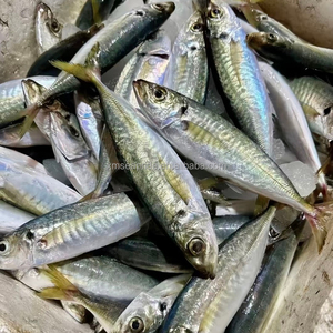 Listo para Enviar: Barracuda Congelada de Calidad Premium al por Mayor, Grado Alimenticio, Suministro a Granel, Fabricante de Exportación de Alta Calidad - Product Image 4