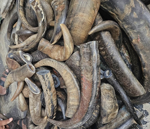 High Quality Organic Carved Animal Water Buffalo Horn Dog Chews in Antique Style in Small Medium <b>Large</b> Sizes - Product Image 5