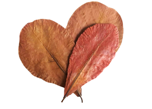 Hojas de Catappa (Almendro de la India) de 11 cm a 18 cm (4 a 7 pulgadas) 50 Unidades Accesorio para Mascotas de Acuario de Primera Calidad - Product Image 4