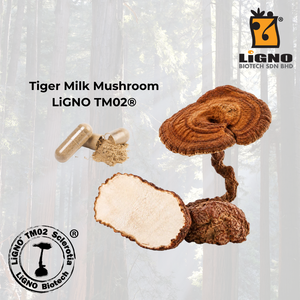 Extracto de hongo leche de tigre LiGNO TM02 en polvo, el más vendido en Malasia, adecuado para material de suplemento nutracéutico premium. - Product Image 1